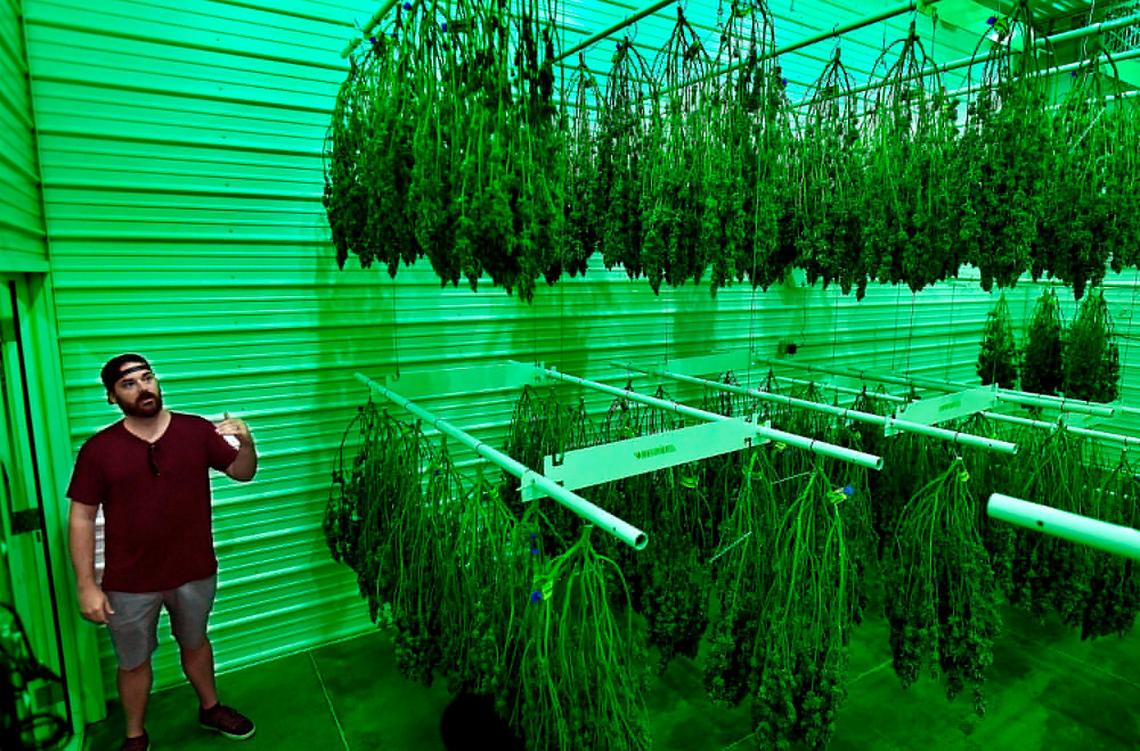 Illicit Gardens CEO, Adam Diltz, checks on the progress of a batch of marijuana. The room is lit under a green glow to help prevent any shock or damage to the product during the process.