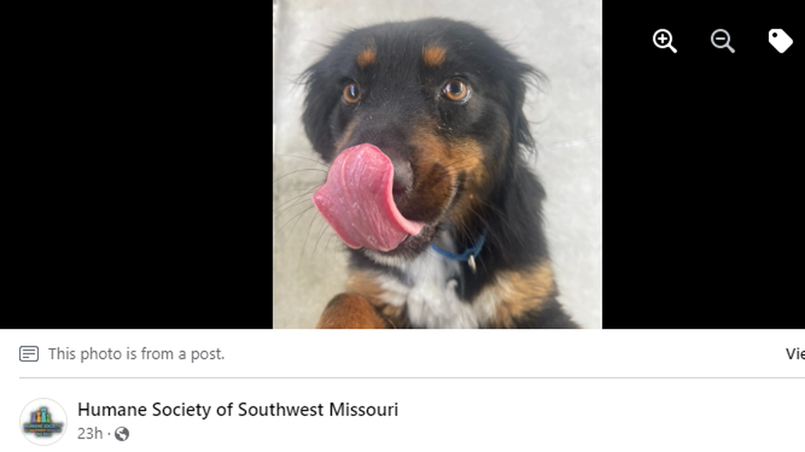 An X-ray revealed that a stray dog in Missouri was struggling to breathe because of a bullet wound in his neck, the shelter said. He needs a home.