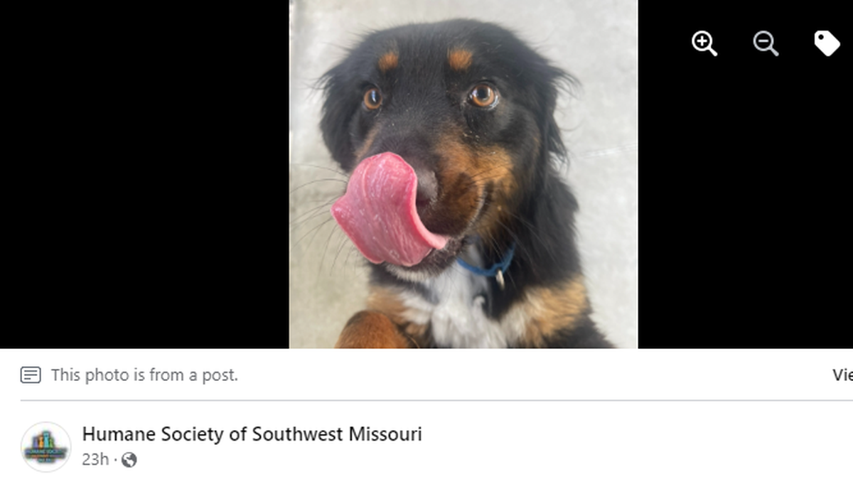 An X-ray revealed that a stray dog in Missouri was struggling to breathe because of a bullet wound in his neck, the shelter said. He needs a home.