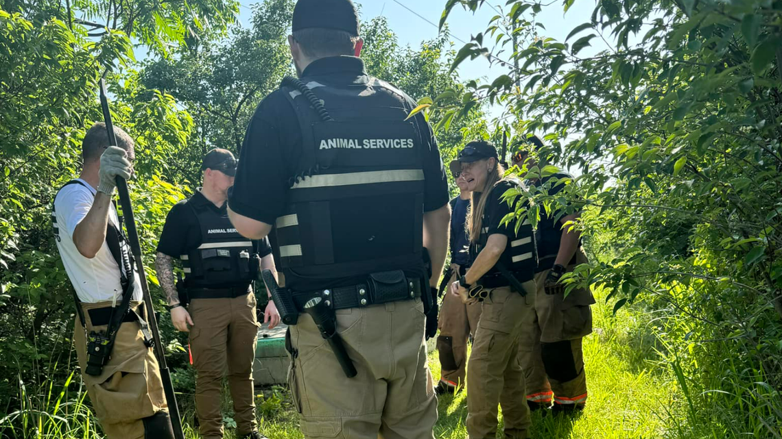 Officials from KC Pet Project and the Kansas City Fire Department search for a small alligator that went missing from a petting zoo event at Lakeview Middle School on Thursday, May 23, 2024.