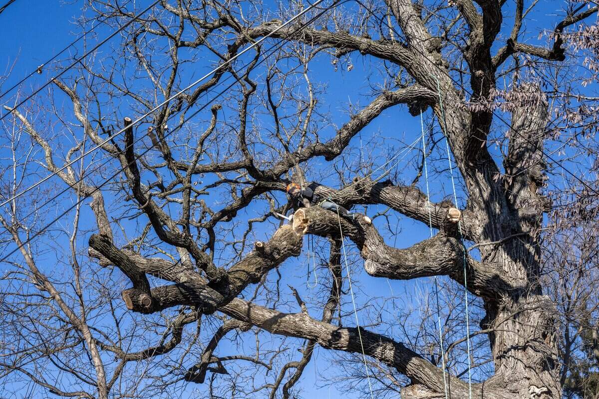 Ben Zelfer, an arborist, cuts down a limb during the removal of a 250-year-old bur oak tree on Wednesday, Jan. 14, 2026, in the Northeast neighborhood of Kansas City.