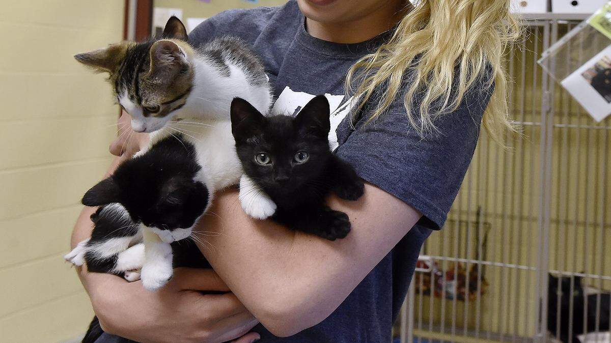 In this file photo, feline advocate Marissa Gerber gathers up several of the kittens from a "kitten colony" at the Great Plains SPCA Independence facility on July 22, 2015. 