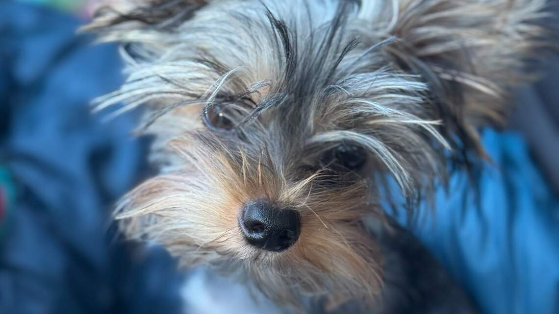 This Yorkie named Teddy is Kansas City’s cutest dog, Star readers say