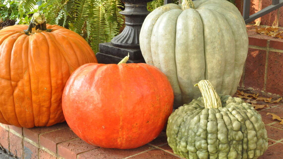 Warts and all: Here’s how to care for that perfect orange globe or bumpy gourd