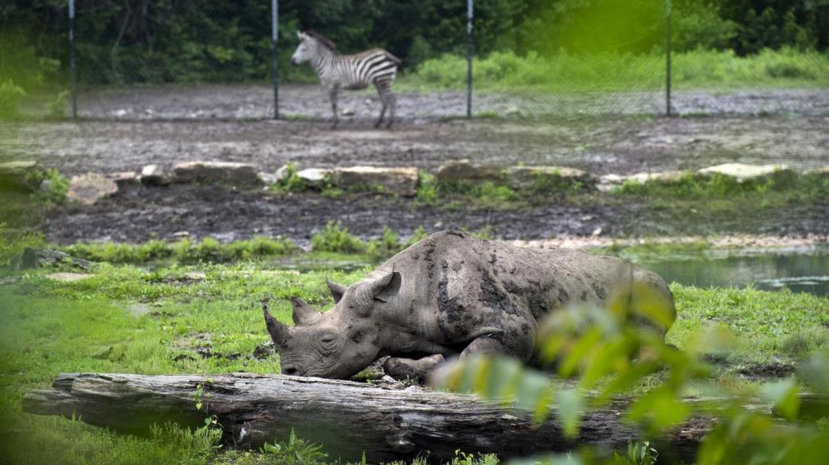 The Kansas City Zoo now has four eastern black rhinos.