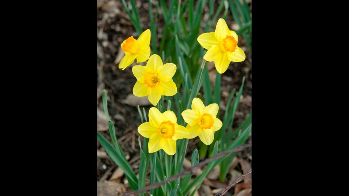 Is it time to panic over signs of spring growth in winter? Here’s what the pros say