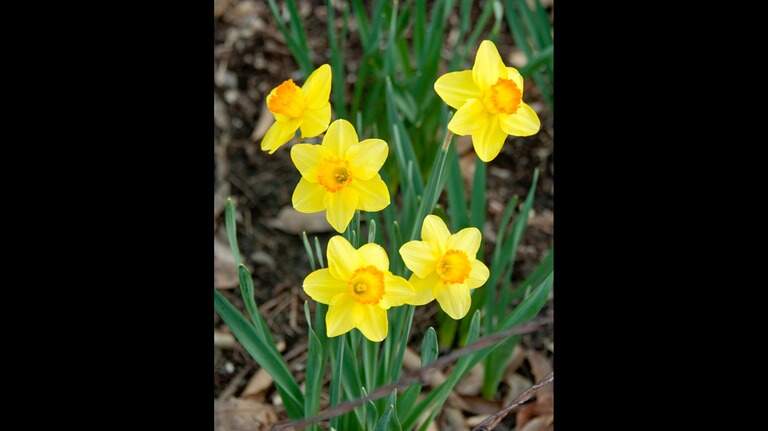 Is it time to panic over signs of spring growth in winter? Here’s what the pros say