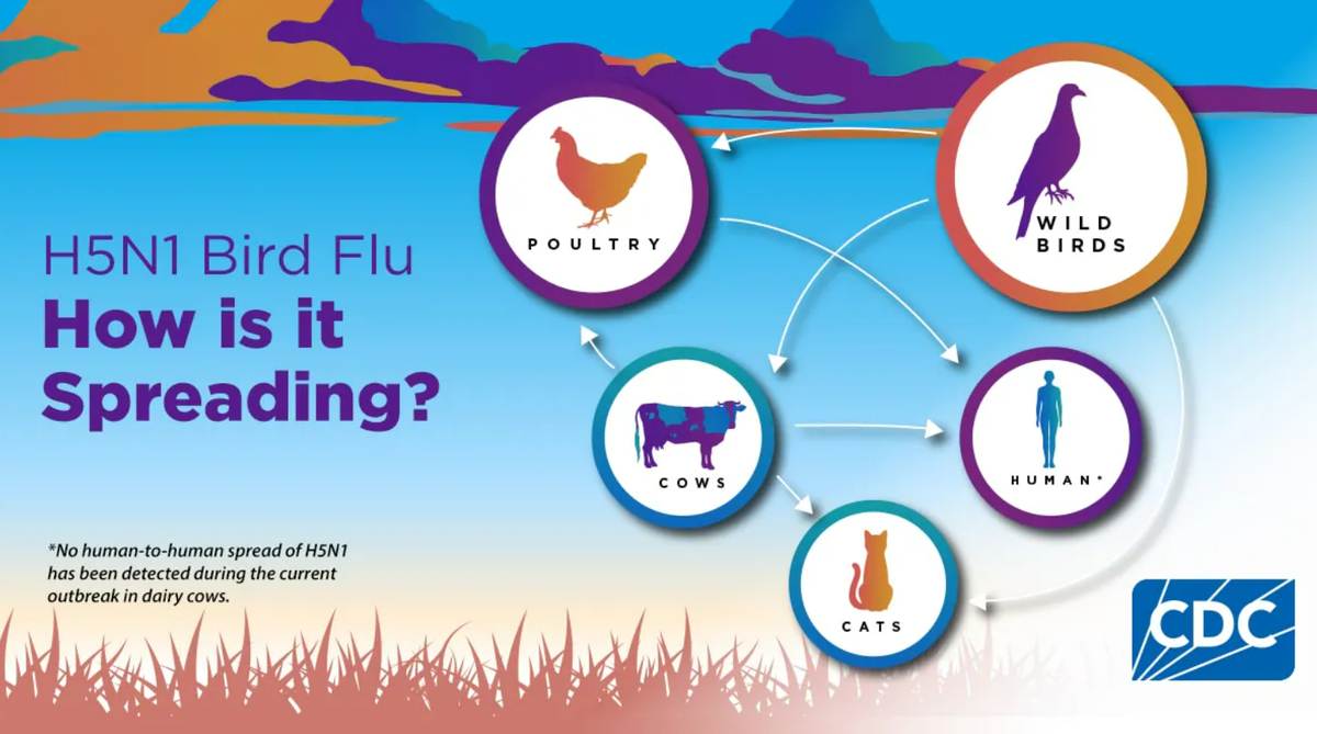 This graphic from the CDC shows the transmission of the H5N1 avian flu among poultry, wild birds, cattle, pets and humans.
