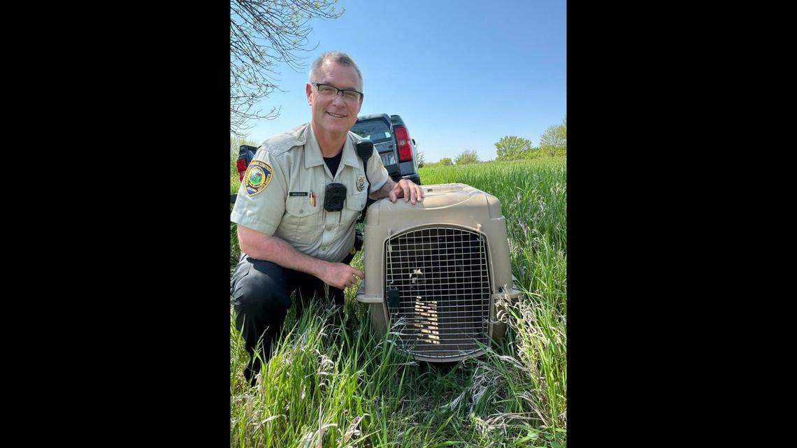 A gray fox was hiding in a baseball stadium in South Dakota, police said. Gray foxes are rare to the area.