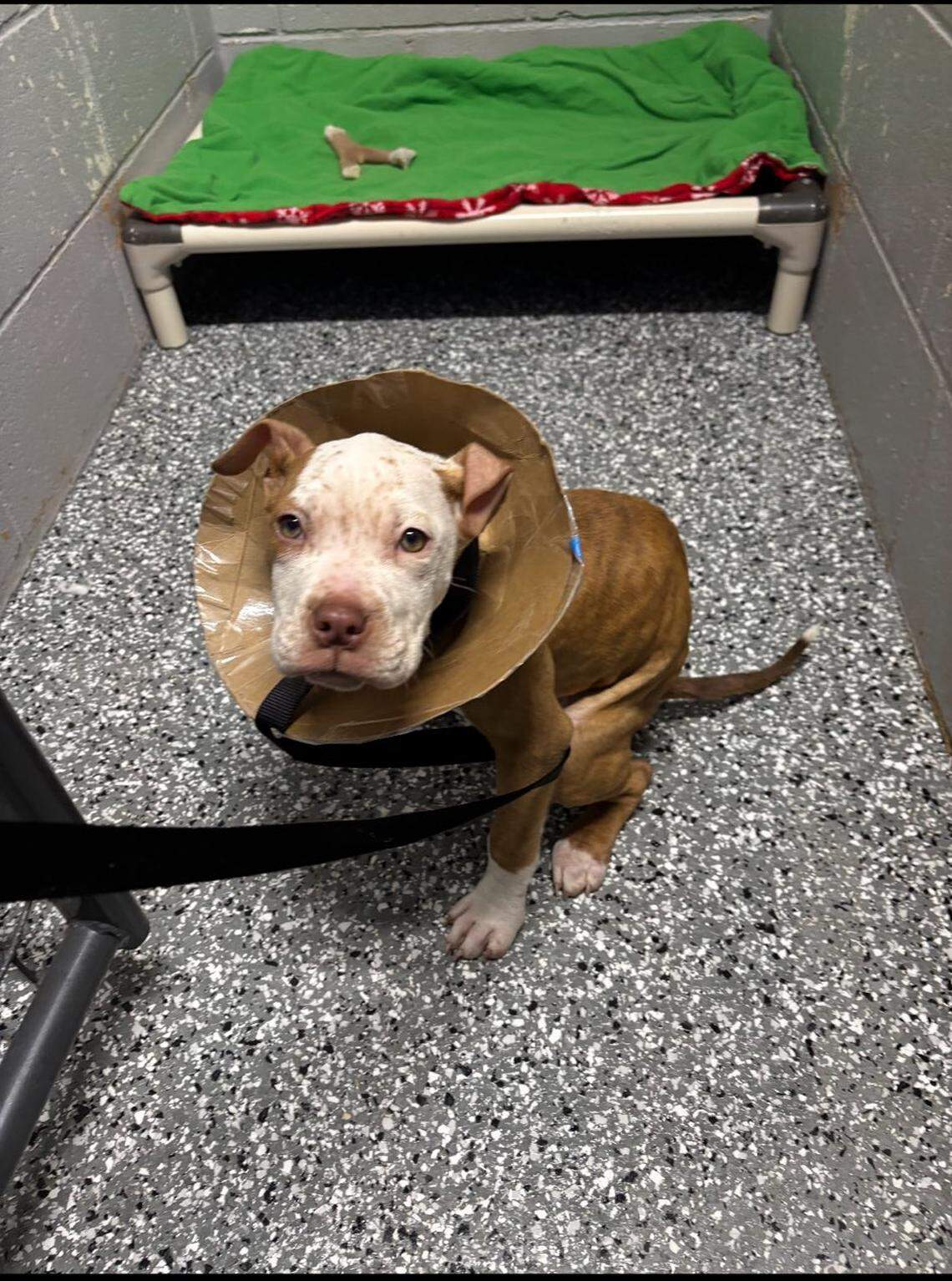A dog was left in a plastic bin outside a veterinary clinic overnight Thursday. Animal control officers believe he was suffering from rectal prolapse. 