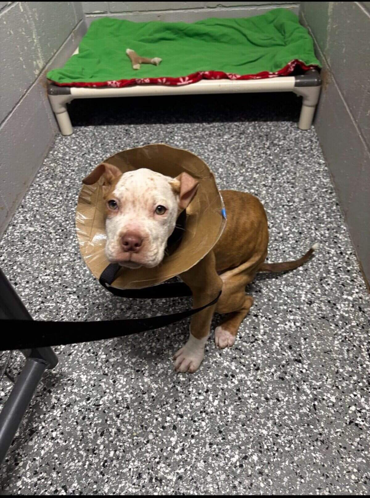A dog was left in a plastic bin outside a veterinary clinic overnight Thursday. Animal control officers believe he was suffering from rectal prolapse.