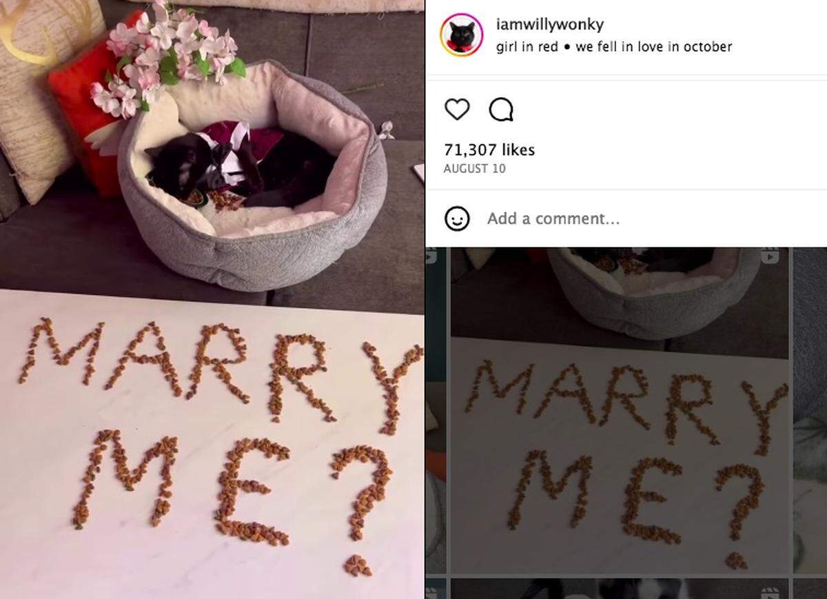 Willy “proposed” to Phoebe on social media with a sign made of cat food.