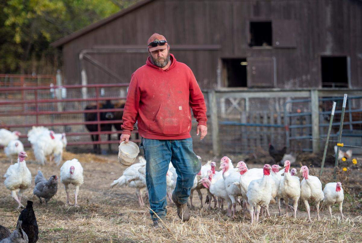 Matt Vahldick walks with a flock of Broad Breasted White turkeys being sustainably raised at Moxie Farms in Trimble, Missouri. The farm, which farms uses regenerative agricultural practices, also raises heritage pork, lamb, raw milk and organically-grown fruit, produce and herbs.