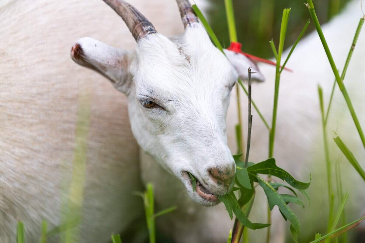 A goat from Goats Gone Green munches on invasive and unwanted weeds at Heritage Riverfront Trail on Wednesday, June 10, 2026. Several dozen goats are being used as environmentally friendly “mowers” to clear roughly two acres of overgrown land in the coming weeks.