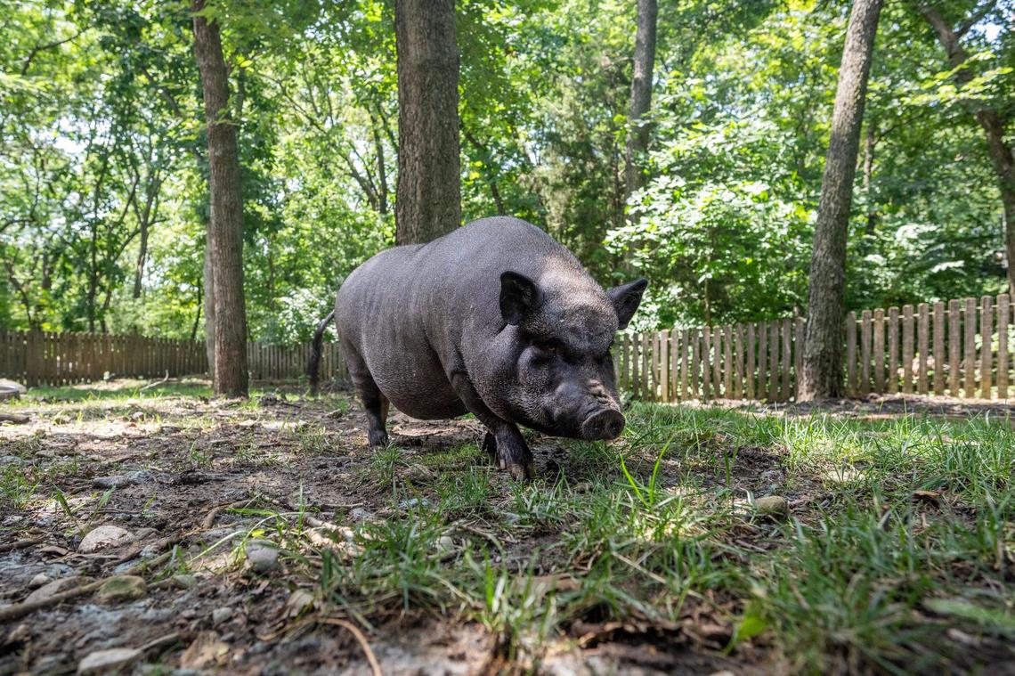 Shera, a pet pig, roams in the backyard of her owners’ home on Tuesday, July 22, 2025, in Shawnee, Kansas.