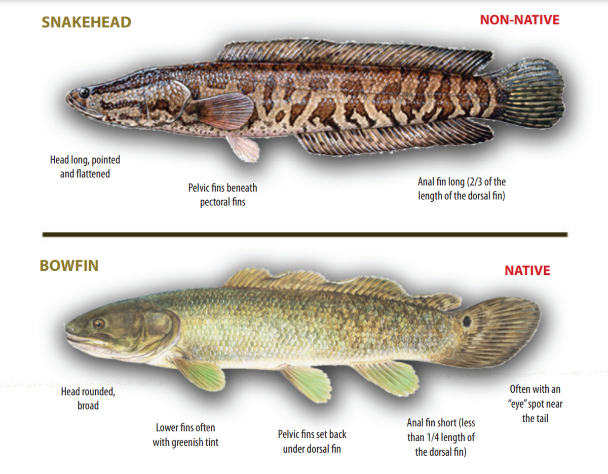 The characteristics of the invasive snakehead fish are compared to the bowfin in this graphic from the Wisconsin Department of Natural Resources. Originally from Asia, the snakehead has recently established breeding populations in Missouri’s waterways.