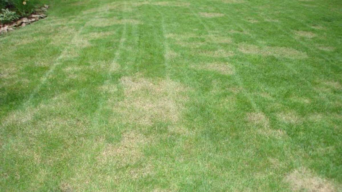 There are steps you can take to prevent brown patches from taking over your lawn.