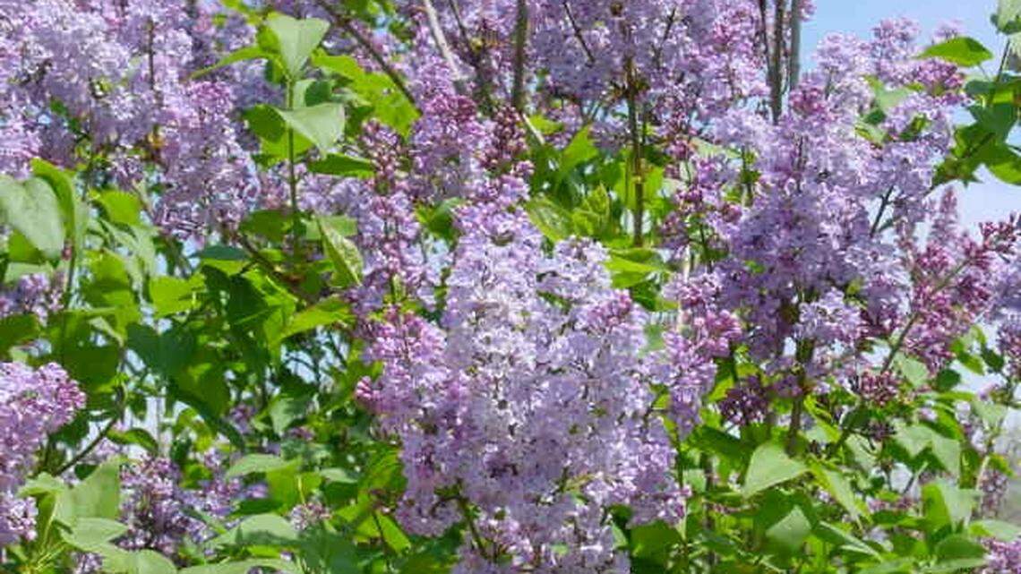 Did your lilacs surprise you by blooming in the fall? Johnson County Extension agents have been fielding calls on this. The reason? It’s all about environmental stress.
