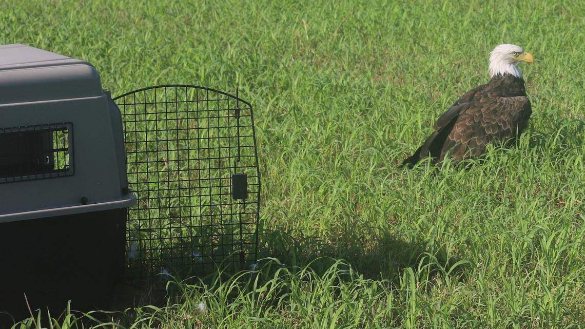 A bald eagle rescued because it appeared to be injured was actually “too fat to fly,” Missouri officials say.