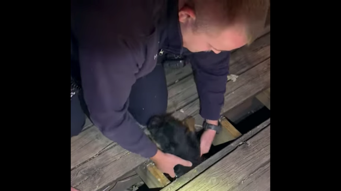 A 5-month-old puppy was rescued after being trapped underneath a home’s deck.