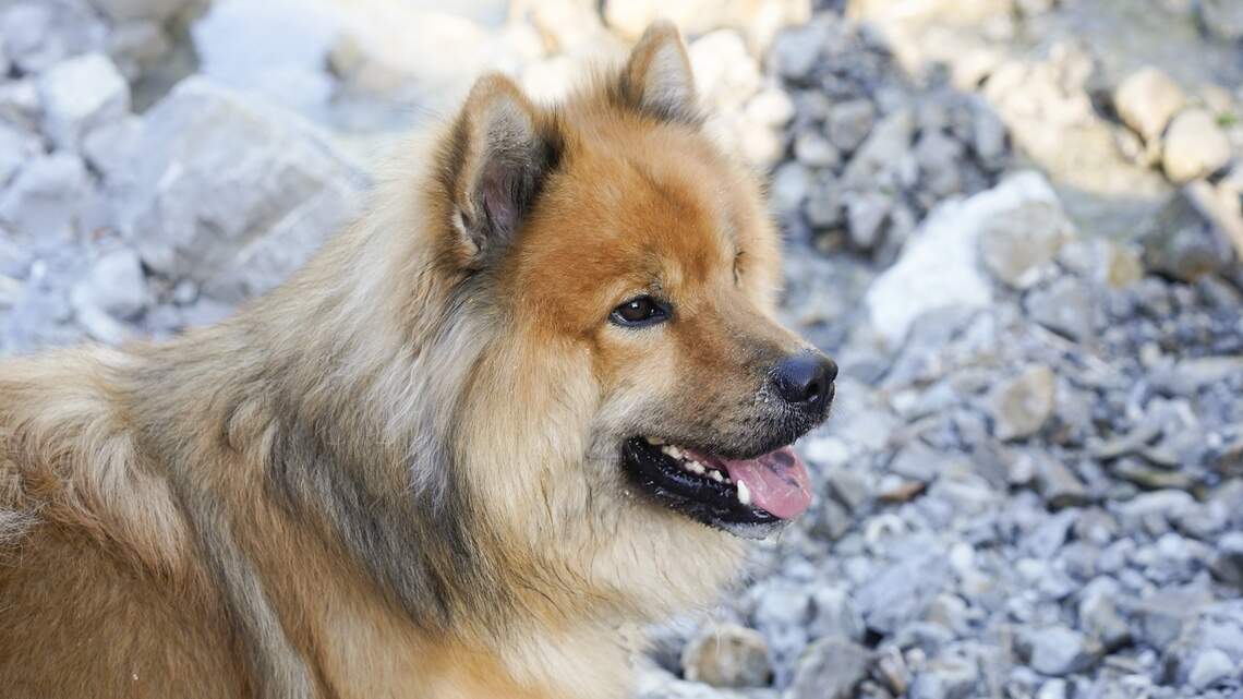 The truth about turkey tail mushrooms for dogs: Are they a miracle cure or misconception?