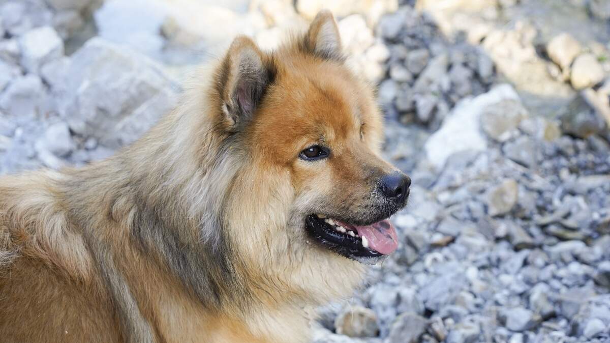 The Truth About Turkey Tail Mushrooms for Dogs Cure or Misconception