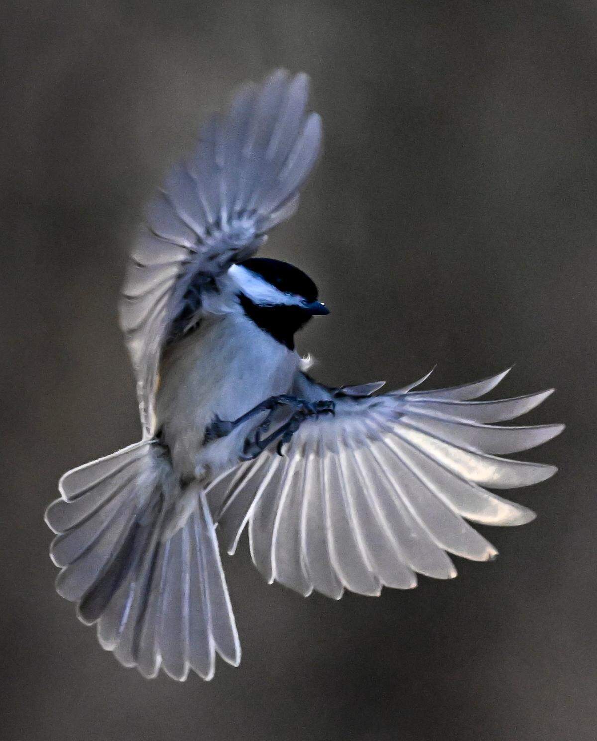 A black-capped chickadee heads for an afternoon snack at a feeder at the Overland Park Arboretum & Botanical Gardens.