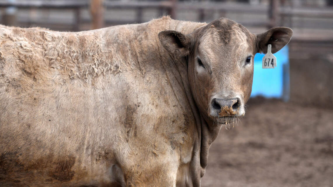 Where’s the beef? ICE crackdown rattles Kansas cattle country | Hudnall