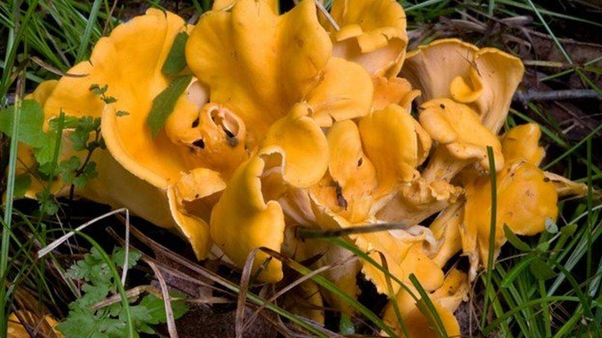 Most chanterelle mushrooms are bright orange or yellow, officials say, but the “black trumpet” chanterelle is a brownish-black.