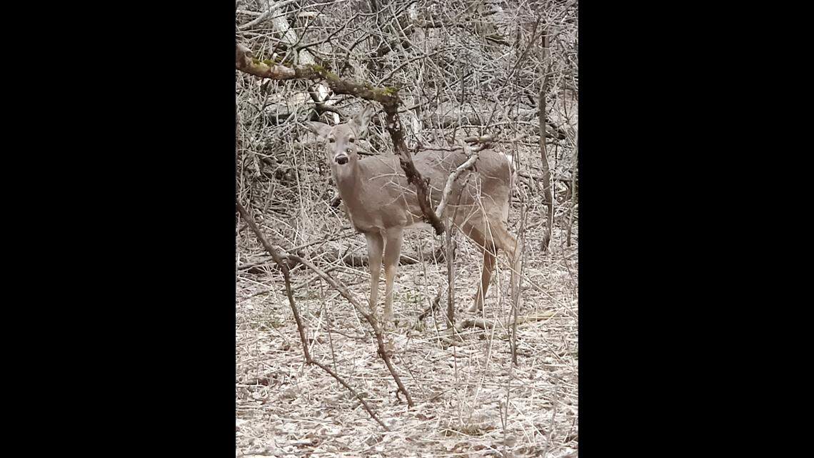 A cyclist recorded video of a deer spotted wandering a Milwaukee, Wisconsin, park with an arrow through its head.
