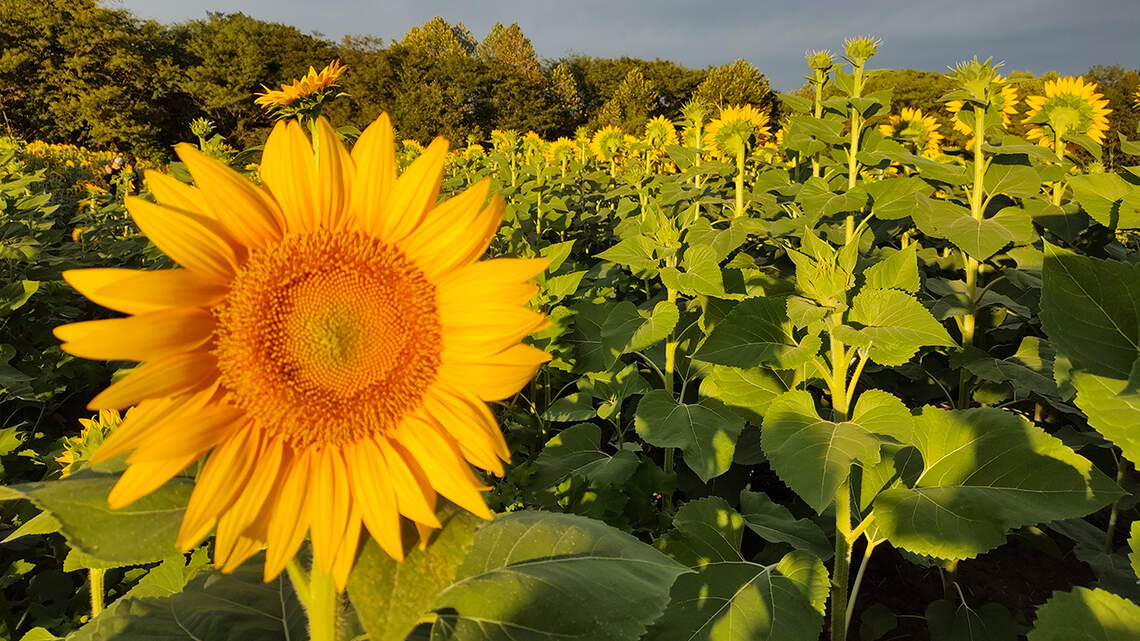 The magical insect world hiding inside Kansas sunflowers patches