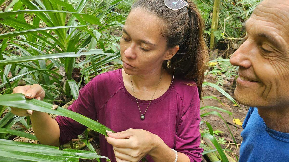 Conservationists found a Polynesian tree snail that had been born in the a French Polynesian forest, the first since the species went extinct in the wild.