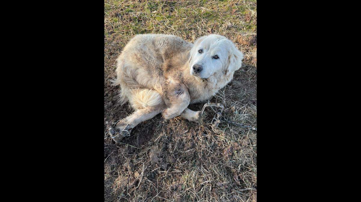 A Pennsylvania shelter is searching for the owner of a dog that was found in a coyote trap with an infected gunshot wound.