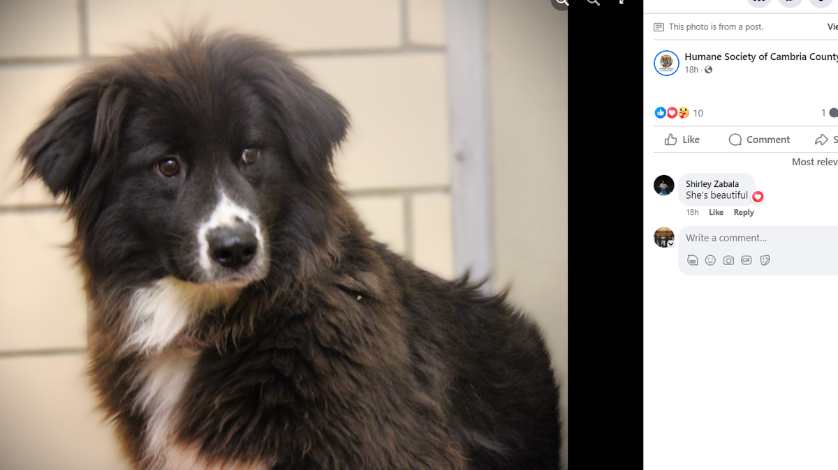 Molly has an interesting past, but a Pennsylvania shelter is looking for a home to provide her a normal life. 
