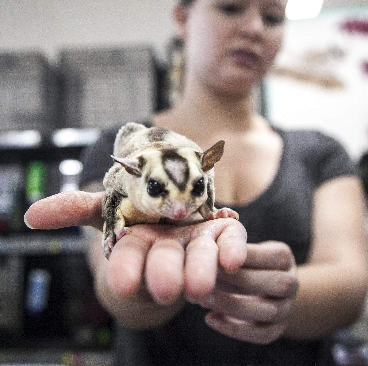 The University of Kansas reports that one student asked to keep an emotional support flying possum, or sugar glider, like this one, in a dorm.