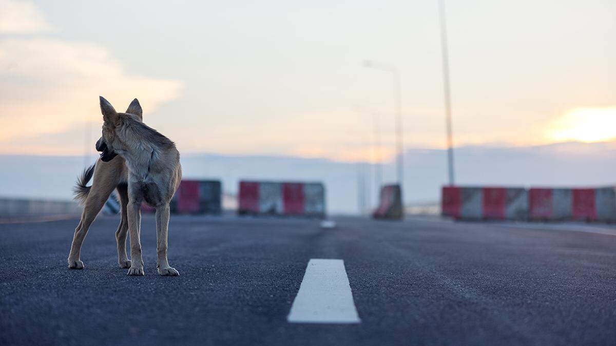 Whether they’re strays or escaped pets, roaming, unleashed animals are a problem.