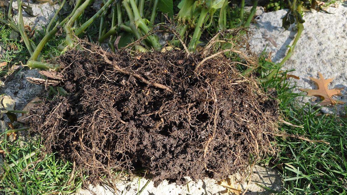 Soil in the Kansas City area is helped by adding compost, as in its natural state, it’s heavy with clay.