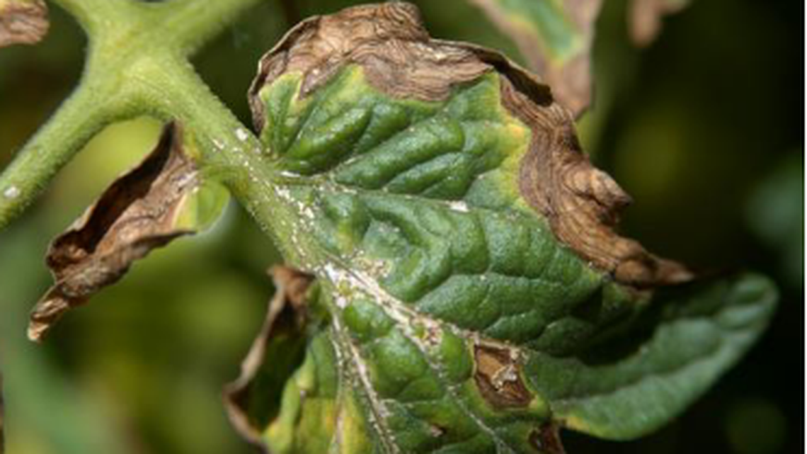 This leaf shows early blight. You can avoid it by spacing plants, trimming lower foliage and mulching.