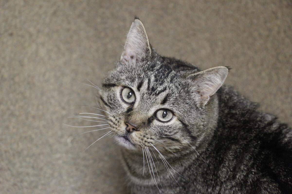 Tom