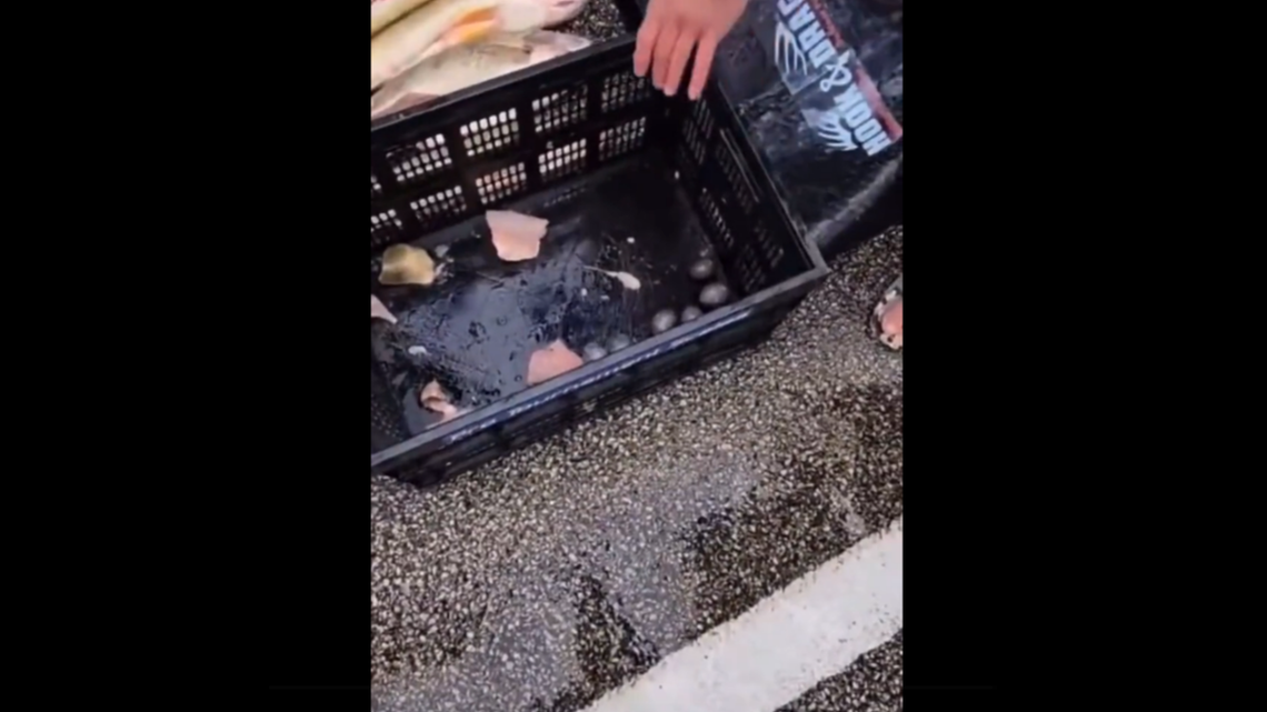 Two fishermen were caught cheating at a fishing tournament in Ohio when the event organizer found weights and fish filets (pictured above) inside their fish.