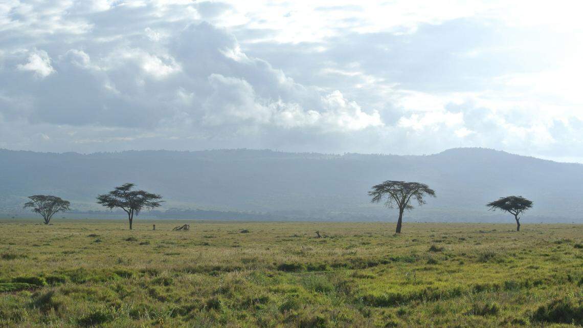Two endangered cheetah cubs were recently born and are now being raised in the Cincinnati zoo’s nursery.