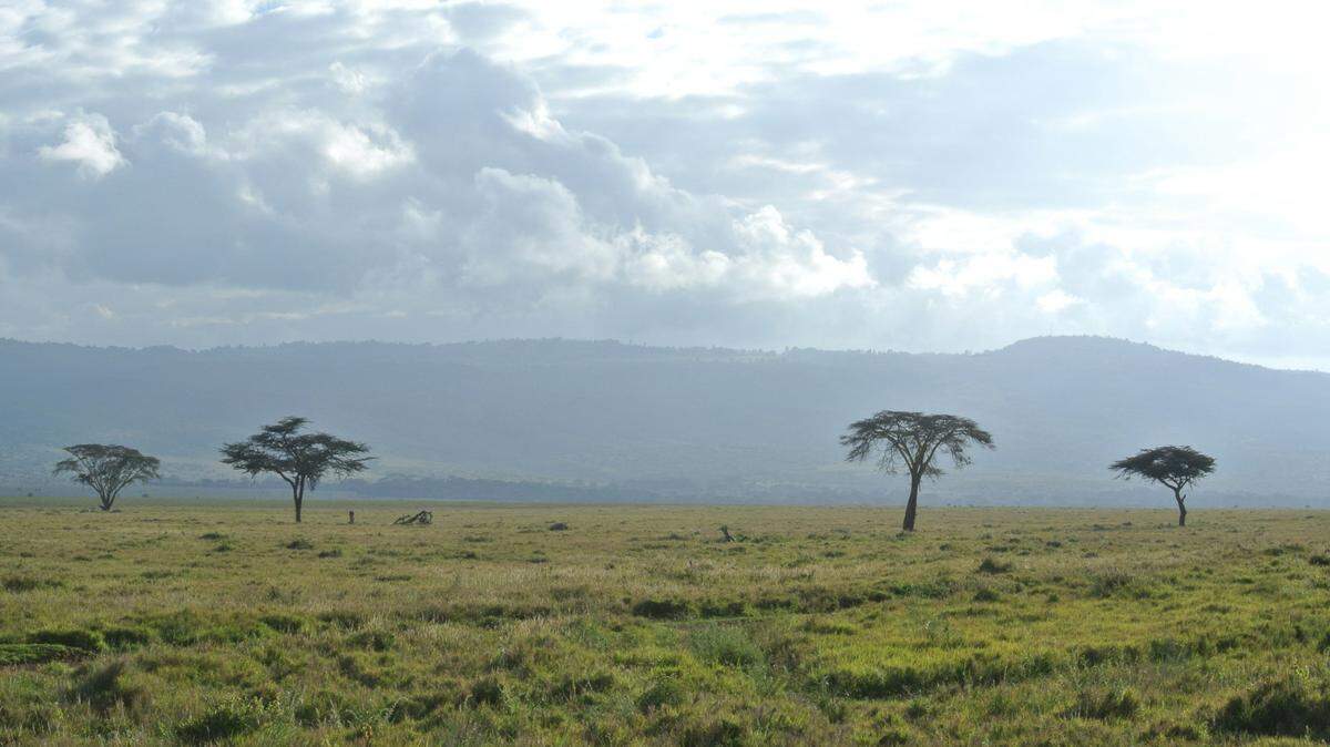 Two endangered cheetah cubs were recently born and are now being raised in the Cincinnati zoo’s nursery.