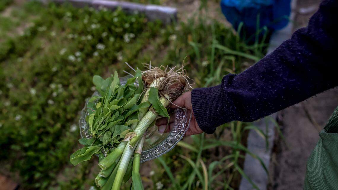 Gardening Season Starts Now: The Best Plants and Vegetables to Grow in Early Spring for Beginners