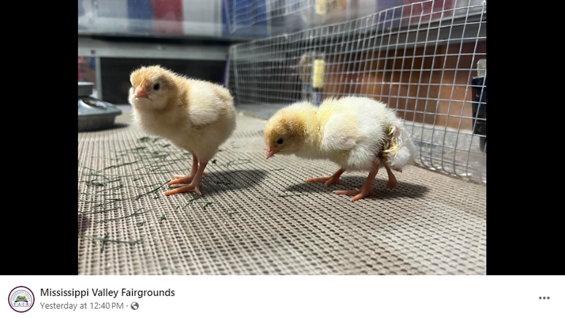 A chick hatched at a fair in Davenport, Iowa, has four legs, according to officials.