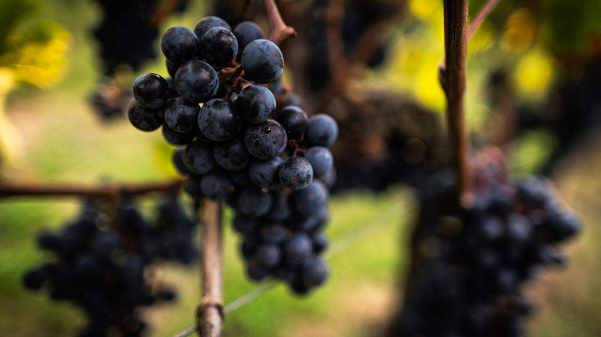 This photograph shows bunches of grapes near Saint Emilion, southwestern France, on September 21, 2024. (Photo by Thibaud MORITZ / AFP)