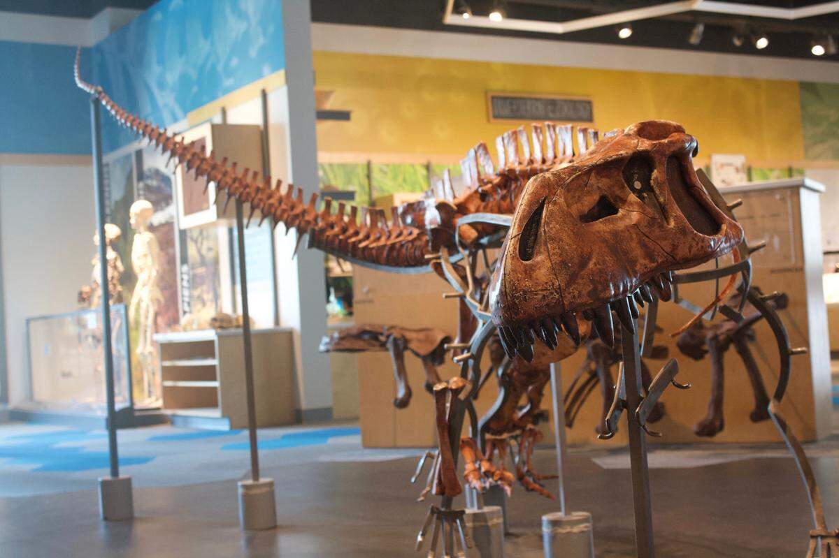 The Discovery Room at the Museum at Prairie Fire houses this Prestosuchus skeleton in its hands-on paleontology exhibit. The Discovery Room offers hands-on discovery activities in paleontology, zoology, anthropology, biology, geology and astronomy.