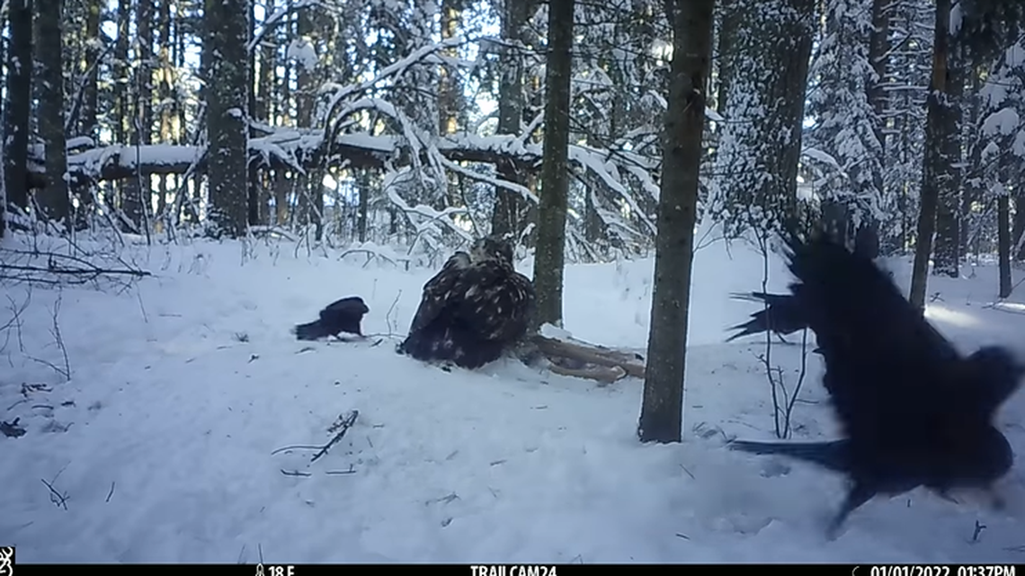 A young eagle feasts on a dead deer in northern Minnesota, until a fiercer predator appears.