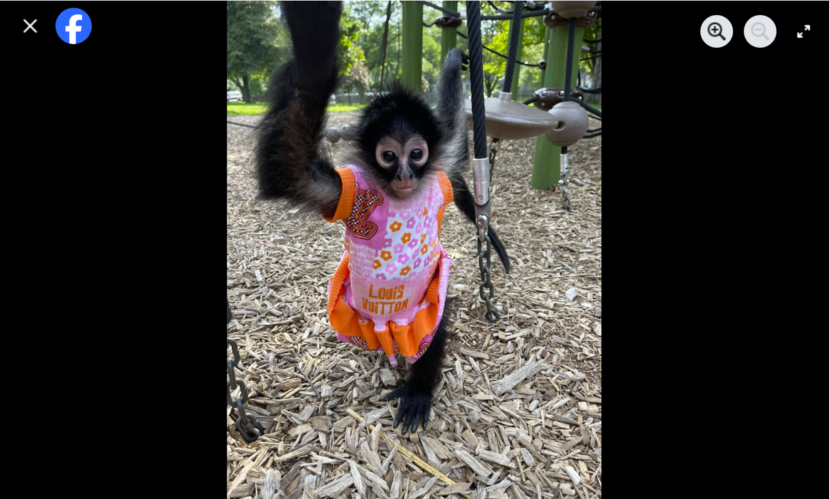 Oakley the spider monkey at a playground