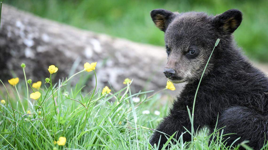 A Family of Bears Moved in Underneath a New Jersey Home