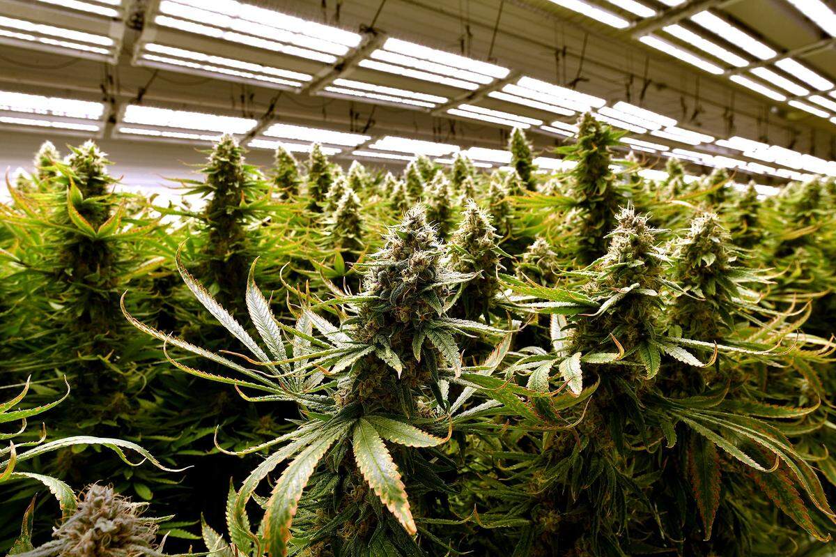 Missouri voters will make their choice on Amendment 3 which, if passed, would make it legal for those 21 and over to buy and use marijuana.